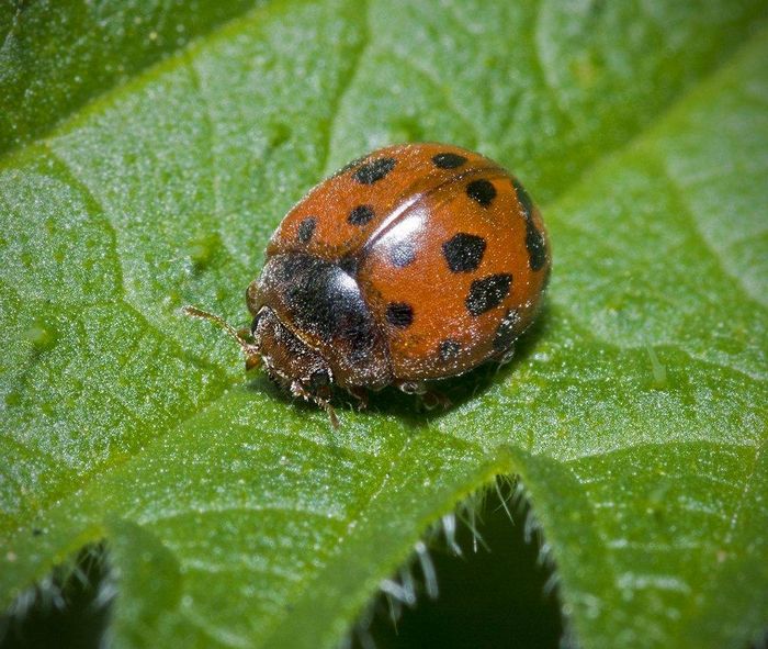 Люцернова корівка Subcoccinella vigintiquatuorpunctata