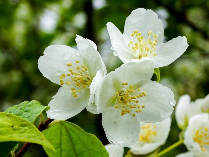 Бузок фото (лат. Philadelphus)