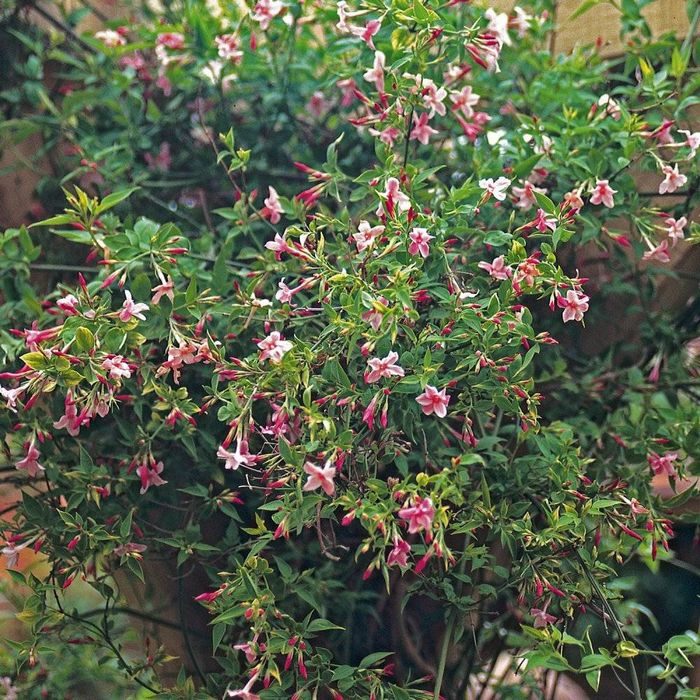 Рожевий жасмин Біса Jasminum beesianum фото