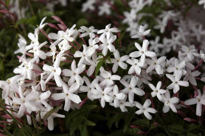 Жасмин сплющений (Jasminum decussatum)