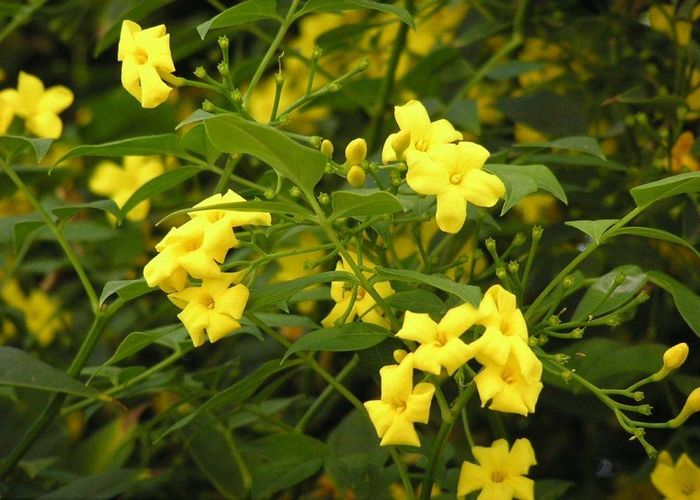 Жасмин жовтий чагарниковий (Jasminum fruticans)