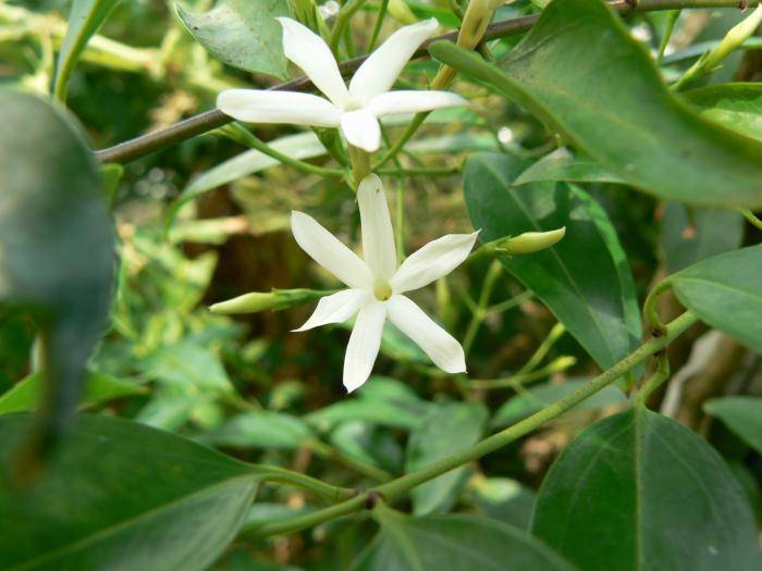 Жасмин Лерата (Jasminum leratii)