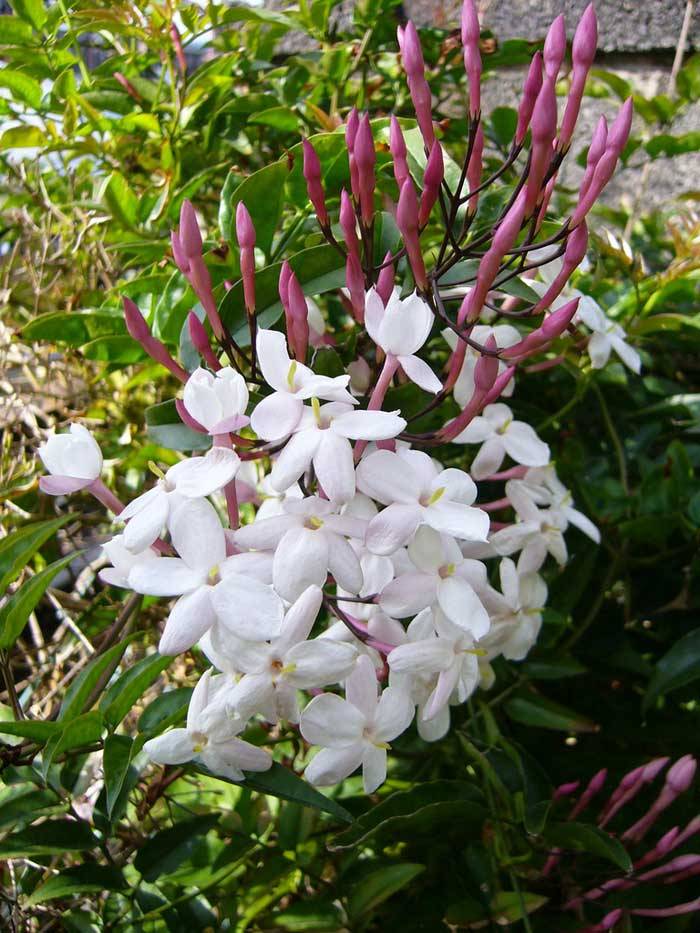 Жасмин багатоквітковий поліантовими (Jasminum polyanthum)