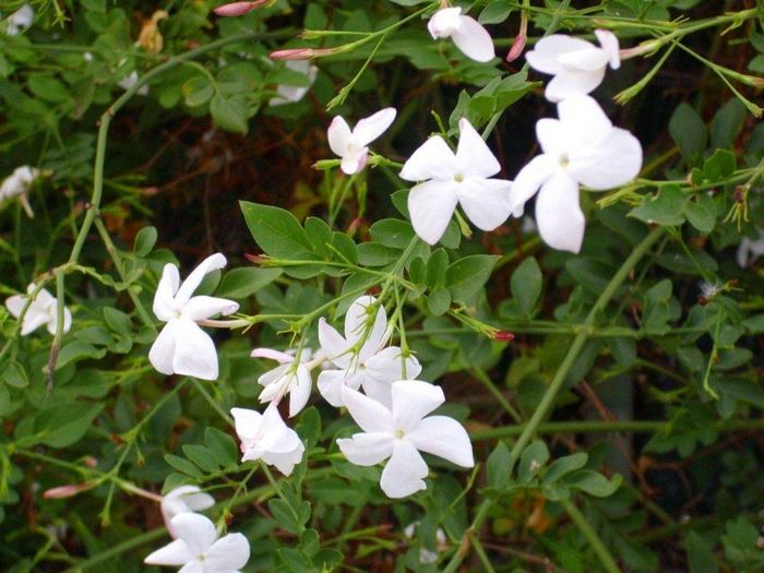 Лікарський білий жасмин (Jasminum officinale)