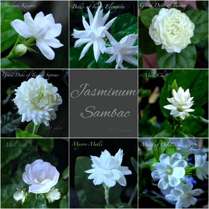 Сорти жасмину самбак (Jasminum sambac)