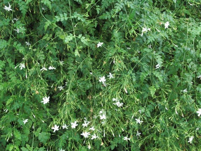 Китайський Жасмин (Jasminum grandiflorum)