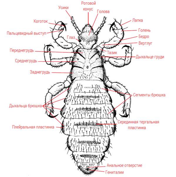 Будова воші на прикладі Haematopinus suis фото