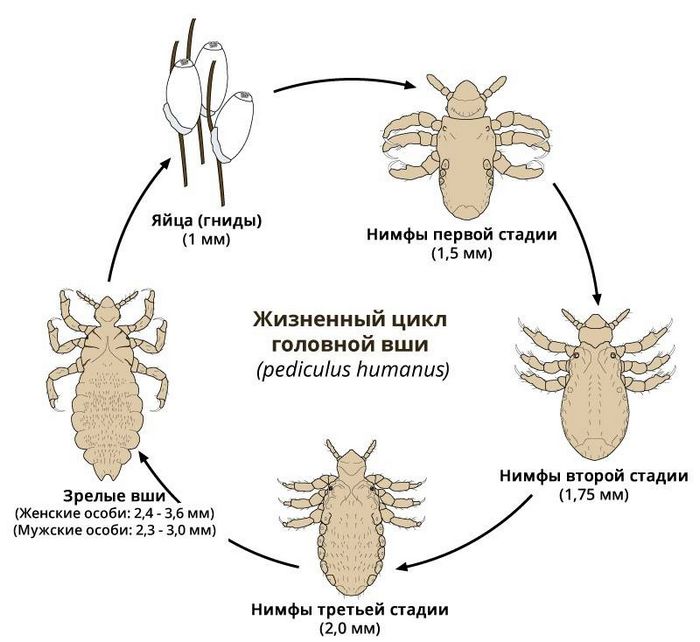Життєвий цикл вошей фото