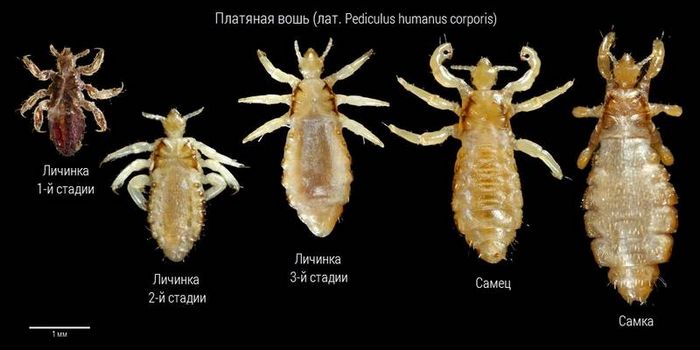 Личинка платтяна воші (німфа) фото (лат. Pediculus humanus corporis)