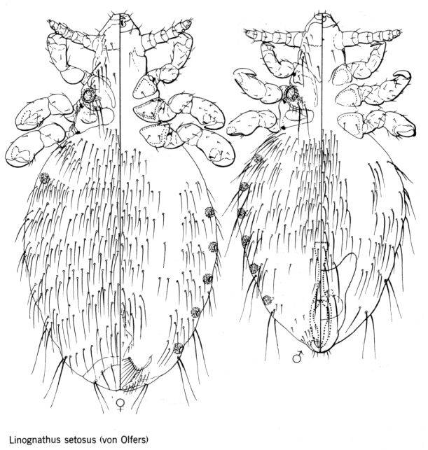 Ліногнат щетинистий (лат. Linognathus setosus)