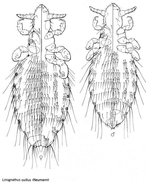 Ліногнат овечий фото (лат. Linognathus ovillus)