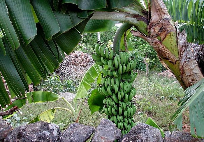 Банан райський (лат. Musa paradisiaca)