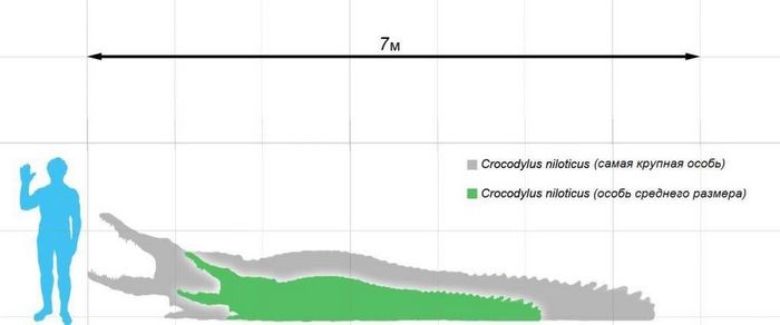 Розміри нільського крокодила і людини фото