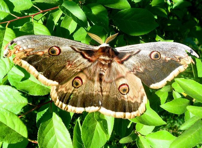 Великий нічний павине око метелик фото (лат. Saturnia pyri)