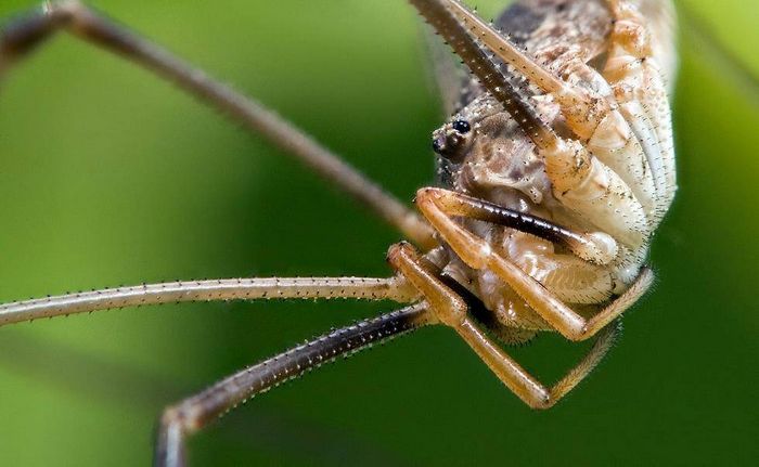 Косіножка (Opiliones Phalangida) фото