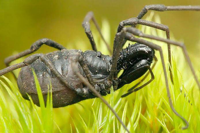 Косарик Ischyropsalis helwigi фото