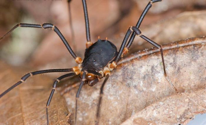 Косарик Meterginus inermipes