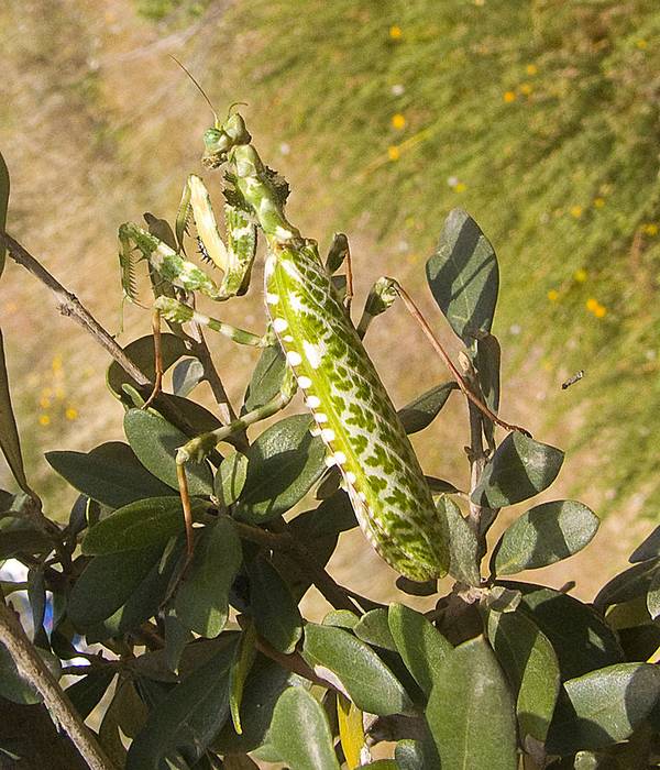 Крила богомола Blepharopsis mendica фото