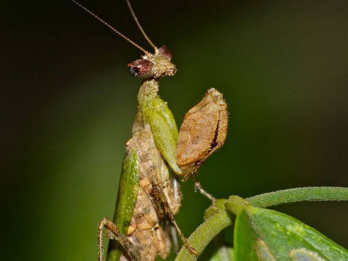 Богомол Otomantis scutigera фото