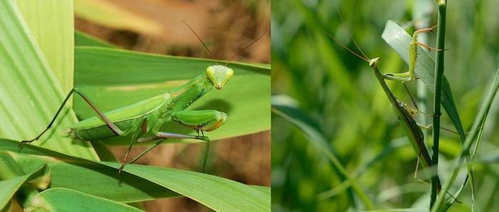 Самець і самка звичайного богомола фото (лат. Mantis religiosa)