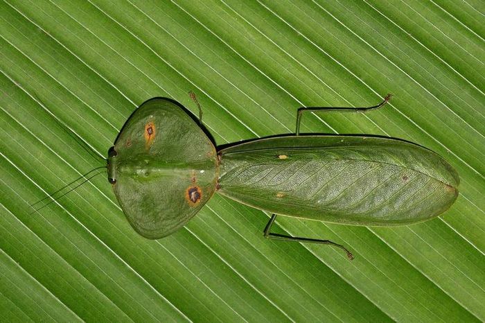 Зелений богомол Choeradodis rhombicollis фото