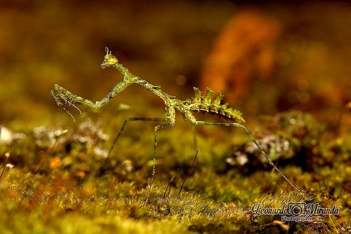 Богомол Pogonogaster tristani фото