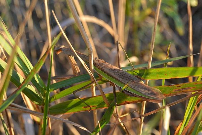 Де живе богомол фото (вид - Tenodera sinensis)