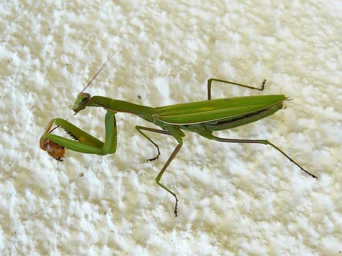 Богомол звичайний фото (лат. Mantis religiosa)