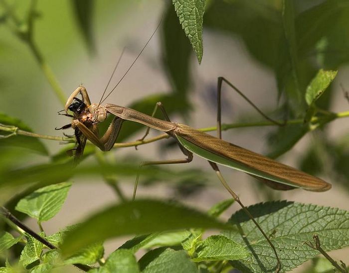 Китайський богомол фото (лат. Tenodera aridifolia, Tenodera sinensis)