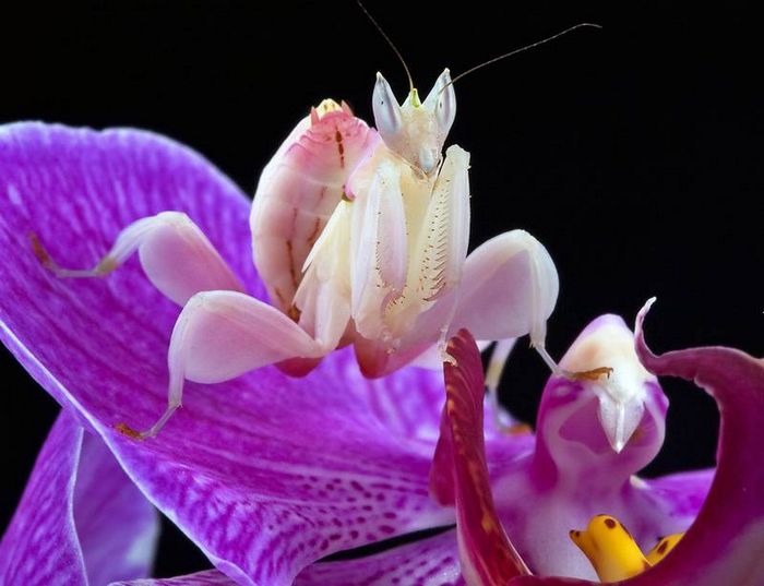 Орхідейний богомол фото (лат. Hymenopus coronatus)