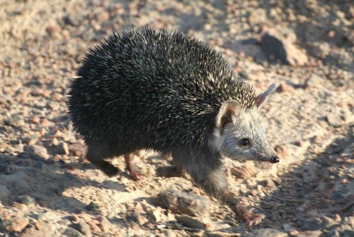 Длінноїглий їжак (темноіглий, лисий їжак) (лат. Paraechinus hypomelas)