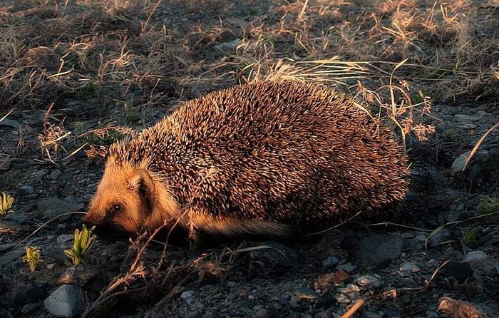 Даурский їжак (лат. Mesechinus dauuricus)