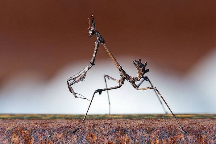 Богомол Empusa pennata фото