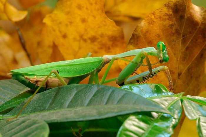 Богомол Rhombodera basalis фото