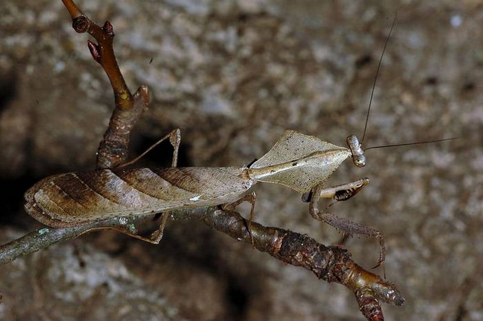 Богомол Deroplatys lobata фото