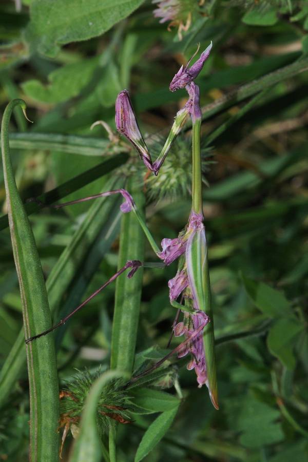 Богомол емпуза смугаста фото (лат. Empusa fasciata)