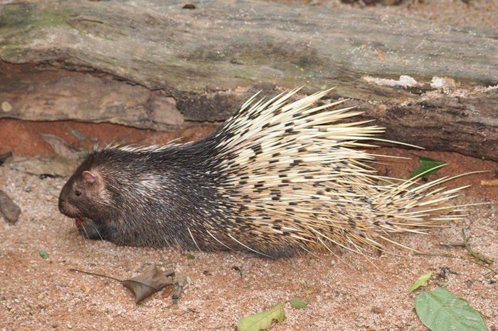 Малайський дикобраз фото (лат. Hystrix brachyura)