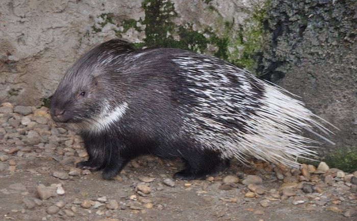 Індійський дикобраз фото (лат. Hystrix indica)