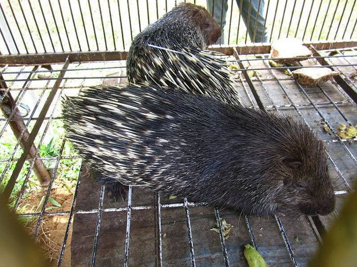 Яванський дикобраз фото (лат. Hystrix javanica)