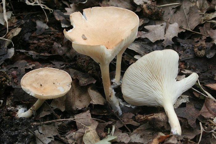 Клітоцибе ворончатая (лат. Clitocybe gibba)