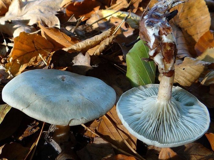 Клітоцибе пахуча (анісова) (лат. Clitocybe odora)