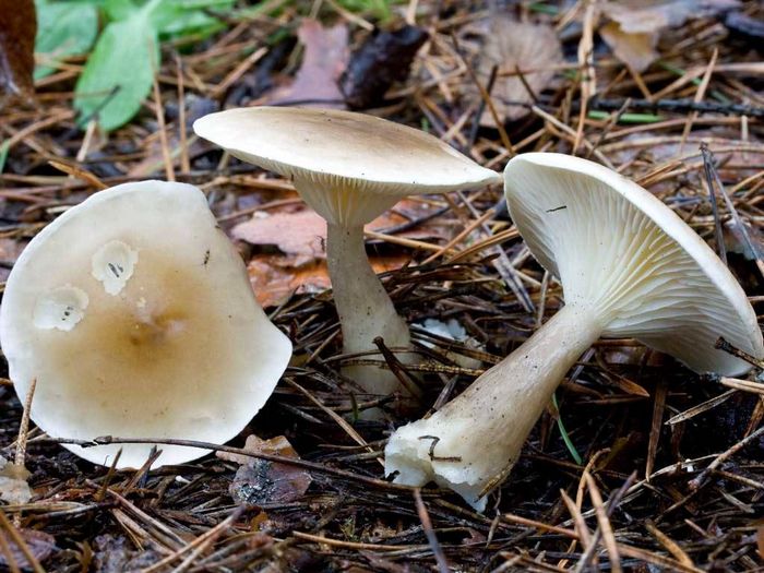 Клітоцибе булавоногая (булавовідноногая) (лат. Clitocybe clavipes)