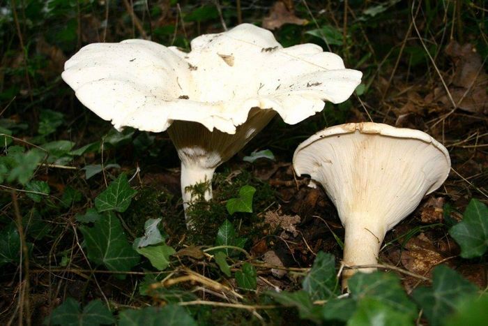 Клітоцибе гігантська (лат. Leucopaxillus giganteus)