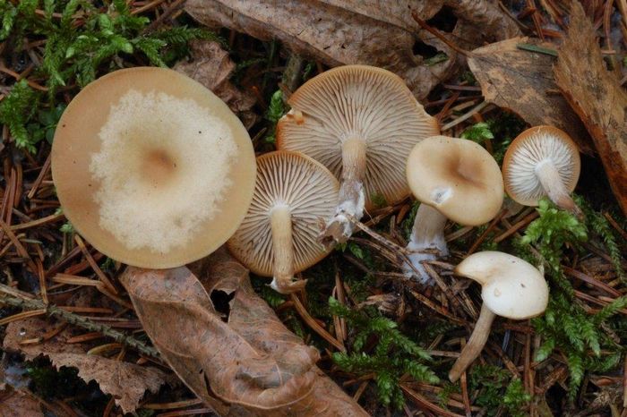 Клітоцибе бліднокрашених (лат. Clitocybe metachroa)