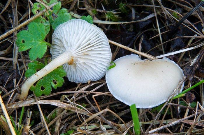 Клітоцибе білувата (біляста) (лат. Clitocybe candicans)