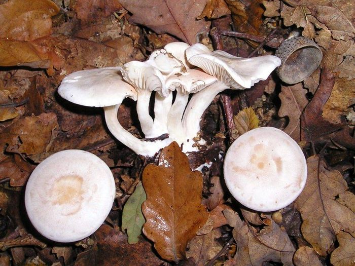 Клітоцибе восковатая (лістолюбівая, сіра) (лат. Clitocybe phyllophila)