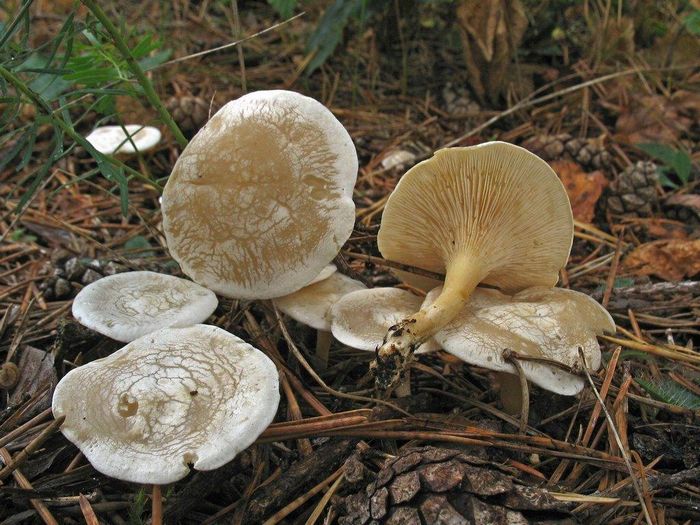 Клітоцибе червона (борозниста) (лат. Clitocybe rivulosa)