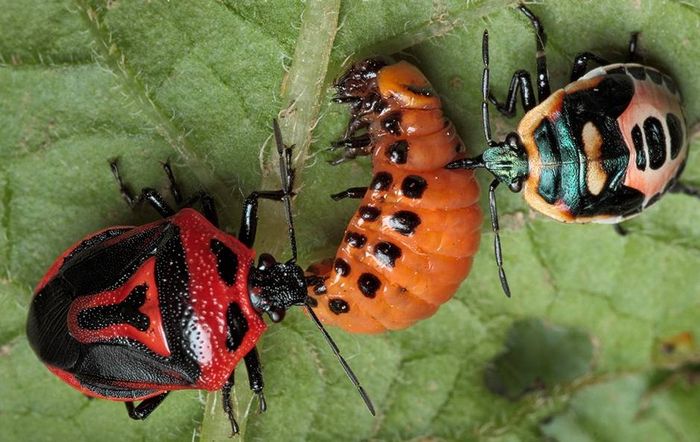 Клоп періллюс (Perillus bioculatus) їсть колорадського жука