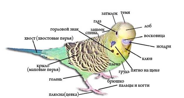 Будова хвилястого папугу фото