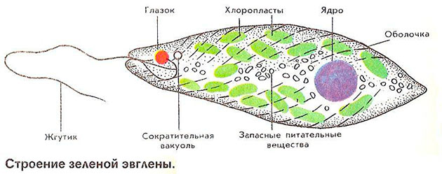 Чому зеленіє вода в акваріумі